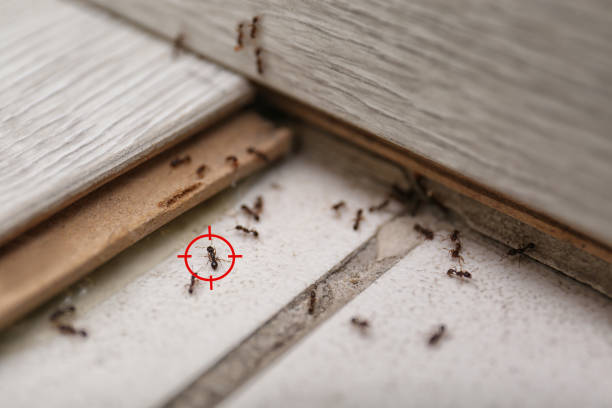 Best Affordable Pest Control Services  in Moonachie, NJ