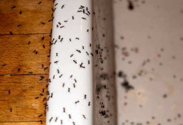 Best Cockroach Control Services  in Moonachie, NJ